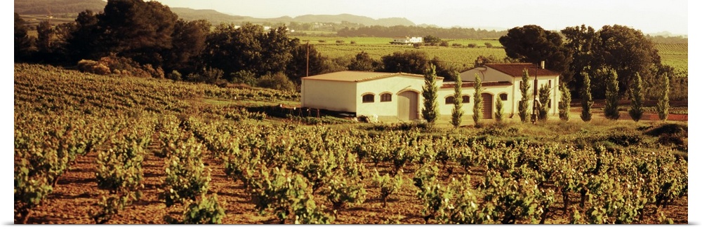 Farmhouses in a vineyard, Penedes, Catalonia, Spain