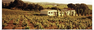 Farmhouses in a vineyard, Penedes, Catalonia, Spain