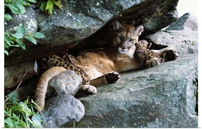 Female cougar lying under rock overhang with cubs, Minnesota