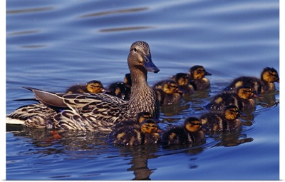 Female mallard duck with chicks on water, Ohio