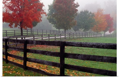 Fenceline and wet road, autumn color trees in mist, Maryland