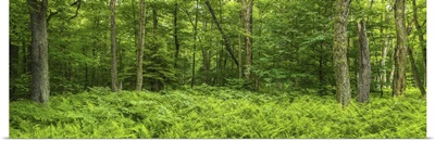 Ferns blanketing floor of summer woods, New York State