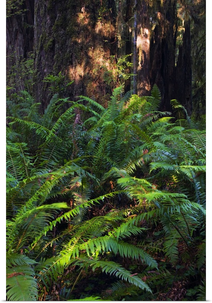 Ferns growing beside redwood trees, Prairie Creek Redwoods State Park, California