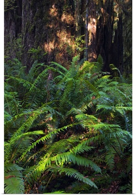 Ferns growing beside redwood trees, Prairie Creek Redwoods State Park, California
