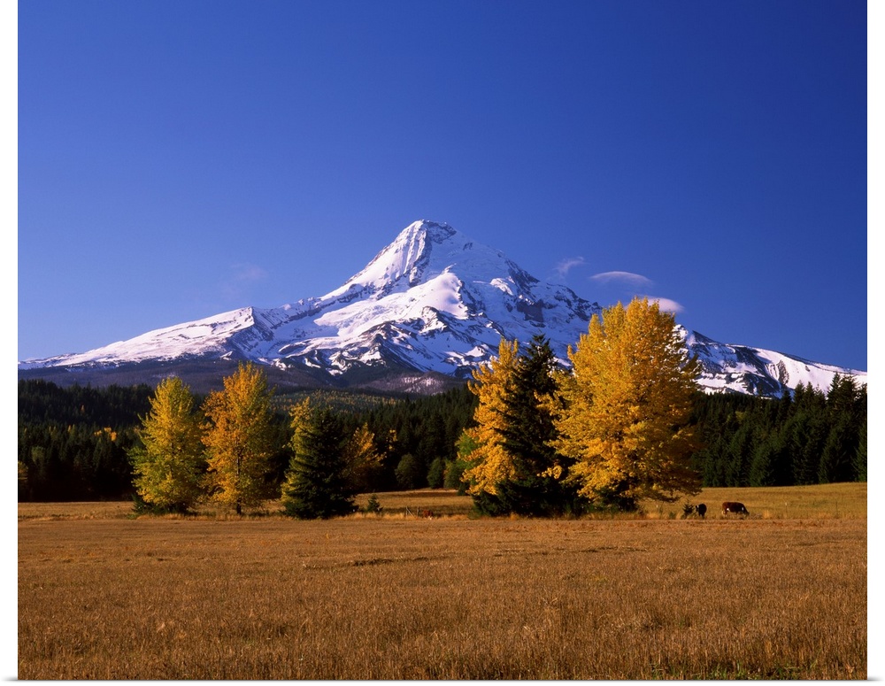 Crop in a field with a mountain range in the background, Mt Hood, Upper Hood River Valley, Oregon, USA