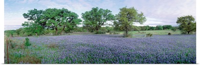Field of Bluebonnet flowers, Texas