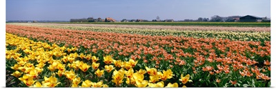 Field of Flowers Egmond Netherlands