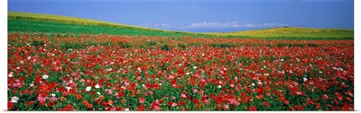 Field of Flowers (Kamifurano) Hokkaido Japan