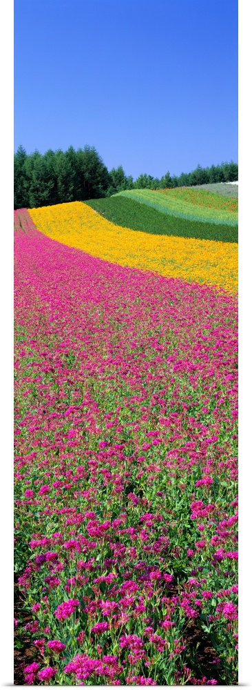 Field of Flowers Nakafurano Hokkaido Japan