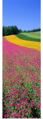 Field of Flowers Nakafurano Hokkaido Japan