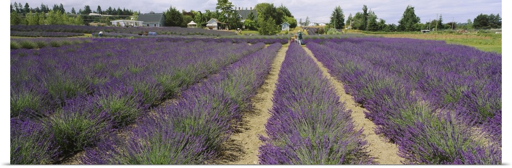 Field of lavender, Jardin Du Soleil, Sequim, Clallam County, Washington State