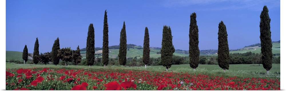 Oversized horizontal photograph of a row of cypress trees, growing behind a poppy field.  Hills in the distant background,...