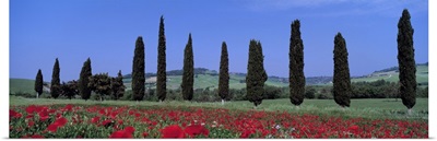 Field of Poppies and Cypresses in a Row Tuscany Italy