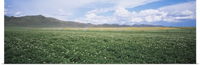 Field of potato crops, Idaho