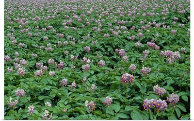 Field of potato plants in bloom, Scotland.