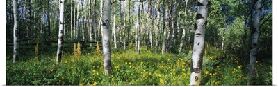 Field of Rocky Mountain Aspens
