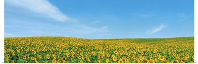 Field of sunflower with blue sky