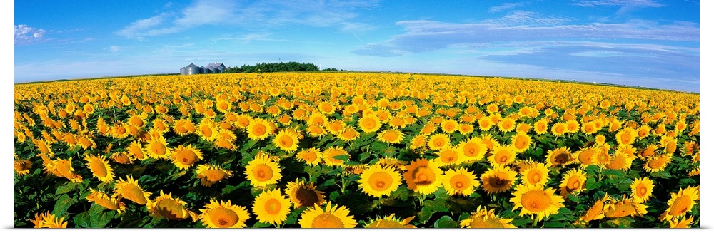 This wall art is a wide angle photograph of an endless crop of sunny flowers on panoramic shaped wall art.