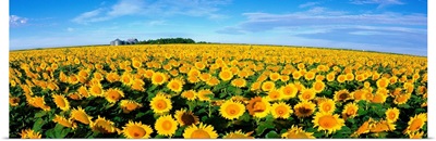 Field of Sunflowers Kansas