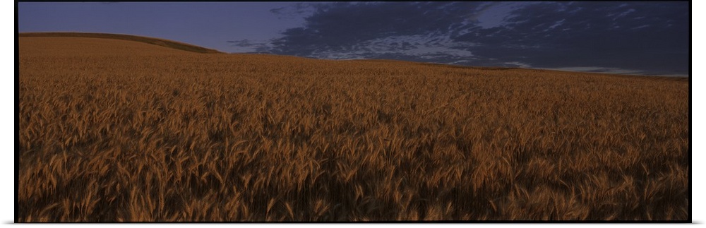 Field of Wheat WA