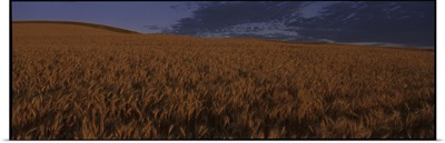 Field of Wheat WA
