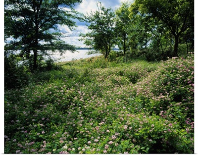 Field of wild clover blooming beside Saylorville Lake, Iowa