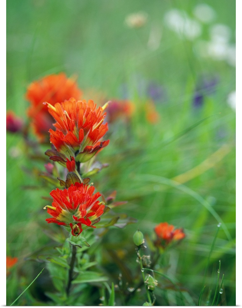 Closeup photograph of an Indian Paintbrush in bloom in a field of flowers.