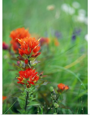 Field Of Wildflowers With Indian Paintbrush In Bloom