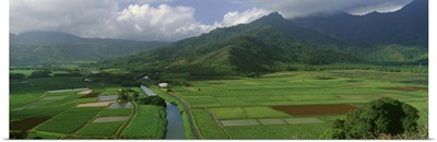 Fields of Taro, Hanalei Valley Overlook, Kauai, Hawaii