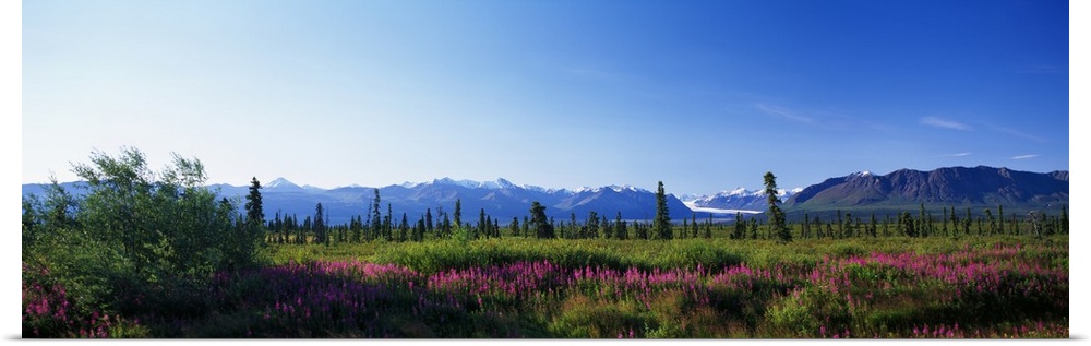 Fireweed flowers (Epilobium latifolium) in bloom, distant Chugach Mountains, summer, Alaska