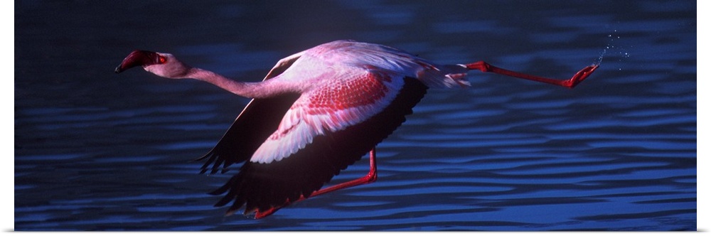 Flamingo In Flight Tanzania Africa