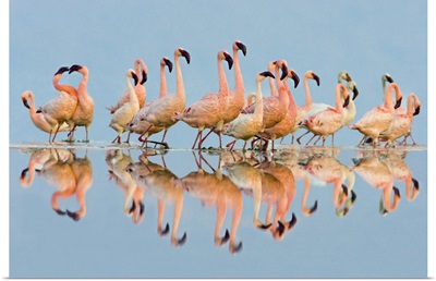 Flock of Lesser Flamingos (Phoenicopterus Minor) standing in water, Lake Nakuru, Kenya
