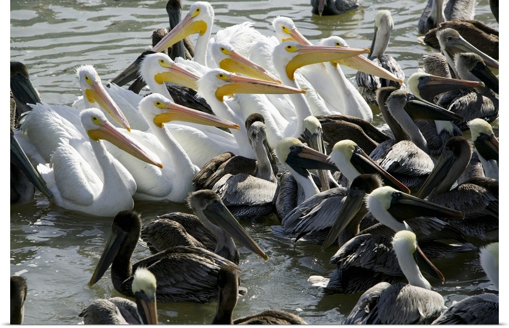 Flock of Pelicans in water, Galveston, Texas