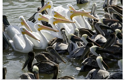 Flock of Pelicans in water, Galveston, Texas