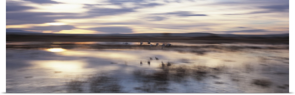 Flock of Sandhill cranes flying over water, Bosque Del Apache National Wildlife Reserve, New Mexico