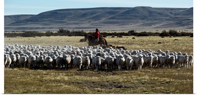 Flock of sheep in a farm, Santa Cruz Province, Patagonia, Argentina