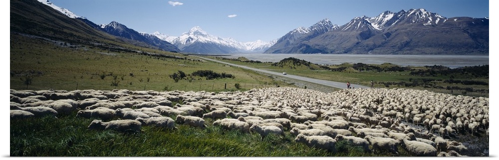 Flock of sheep in a field, Lake Pukaki, Glentanner Station, Mt Cook, Mt Cook National Park, South Island, New Zealand