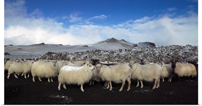 Flock of sheep on a mountain, Central Highlands, Iceland