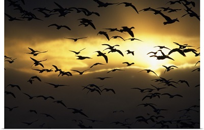 Flock of silhouetted snow geese in flight, sunrise, Bosque Del Apache, New Mexico