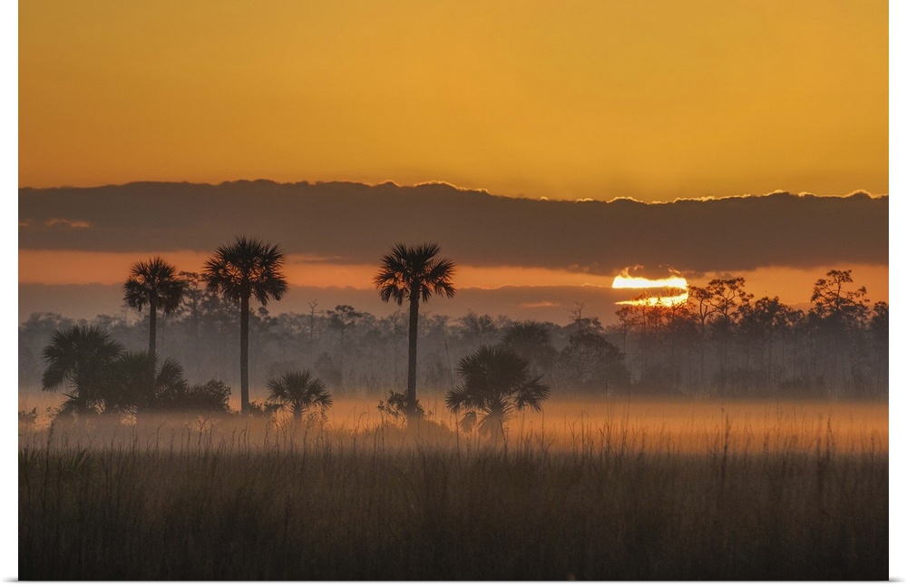 Florida, Big Cypress National Preserve along Tamiami Trail Everglades National Park