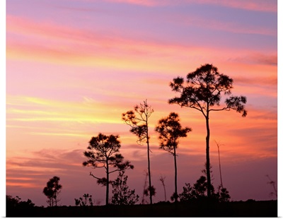 Florida, Everglades National Park, Mahogany Hammock, Tree in the sunset