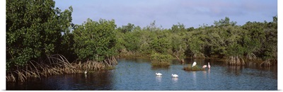 Florida, JN Darling National Wildlife Refuge, birds in the wildlife park
