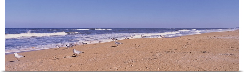 A flock of birds walk along the shore on the Florida coast.