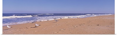 Florida, Seagulls on the beach