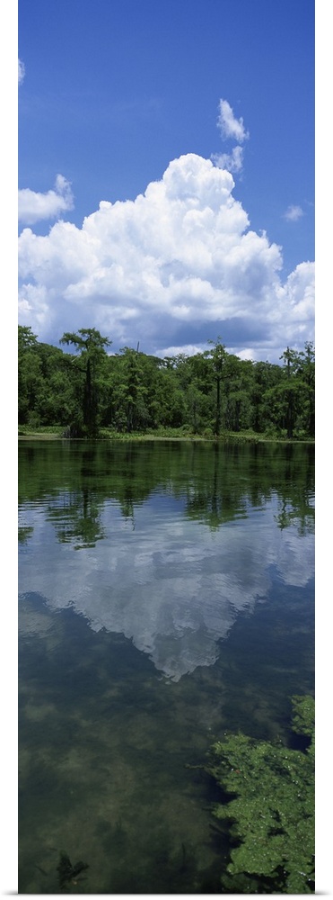 Florida, Wakulla Springs State Park, Reflection of cloud in water