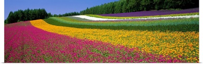 Flower Farm Hokkaido Japan
