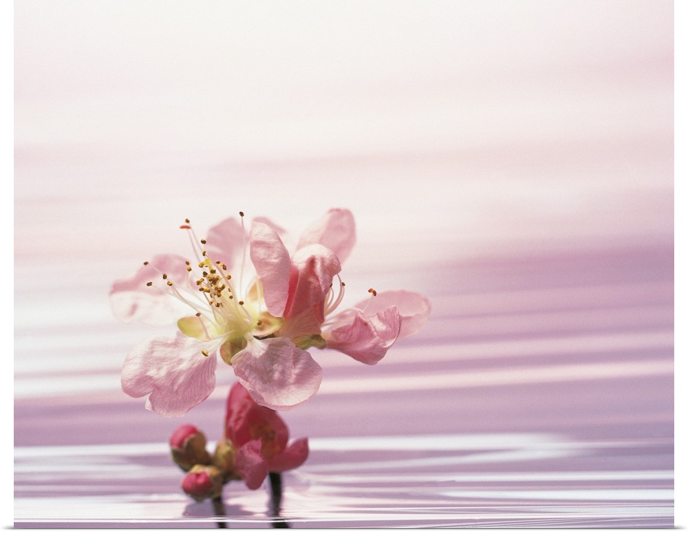 Flower standing in pink water