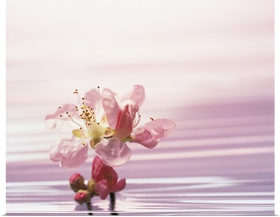Flower standing in pink water
