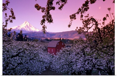 Flowering apple trees, distant barn and Mount Hood, sunrise, Oregon