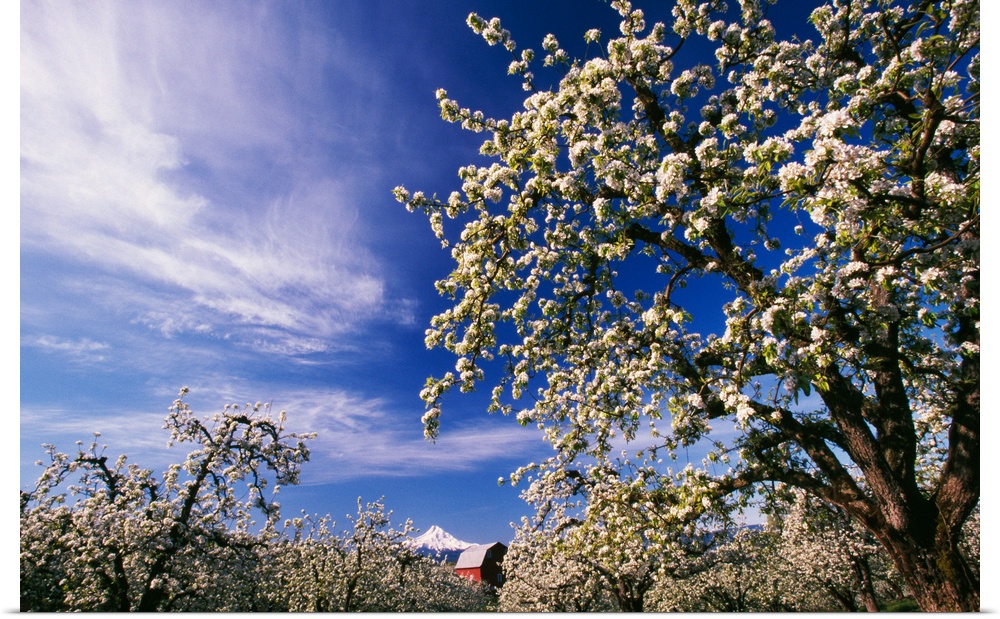Flowering apple trees, distant Mount Hood, Oregon